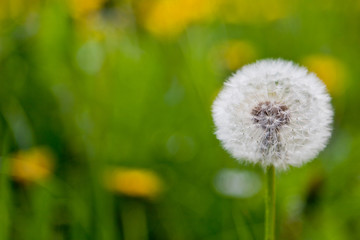 Pusteblume
