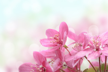 Cherry Blossoms - Powered by Adobe