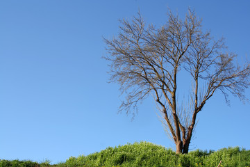 albero senza foglie