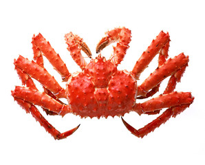 Appetite isolated crab