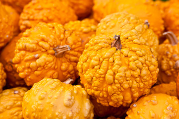 Kürbis Warted Orange, Orange Warted Gourds