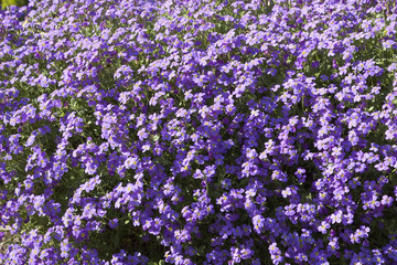 Fototapeta premium purple aubretia