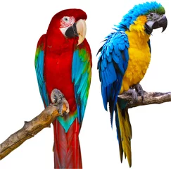 Foto auf Acrylglas Papagei Jetzt Papageien