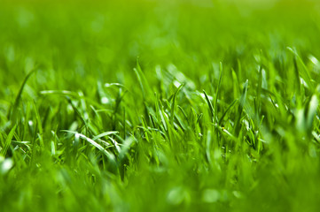 Grass texture