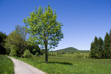 Czech road in a countryside with a tree in blossom