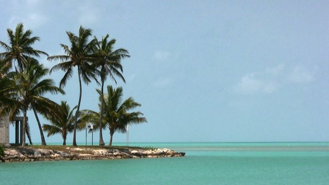 caribean island with palms