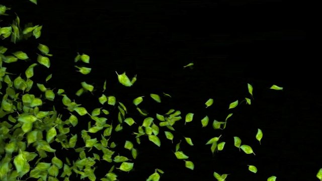 green leaves transition