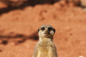 suricate