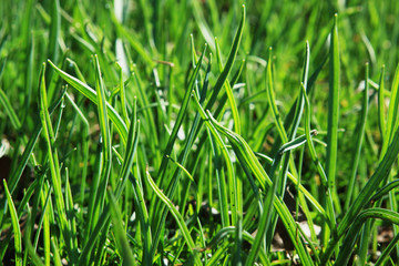 green grass