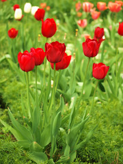 Fototapeta premium Rote Tulpen