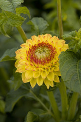 Gelbe Dahlie
