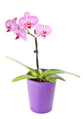 Pink orchid in the pot isolated on white background