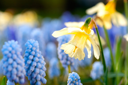 Armenische Hyazinthen und Narzissen im Fr&uuml;hling