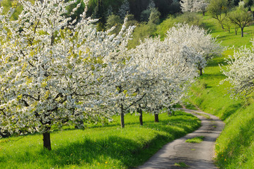 Kirschb&auml;ume