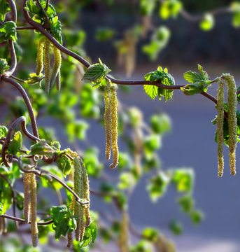 hazel branch