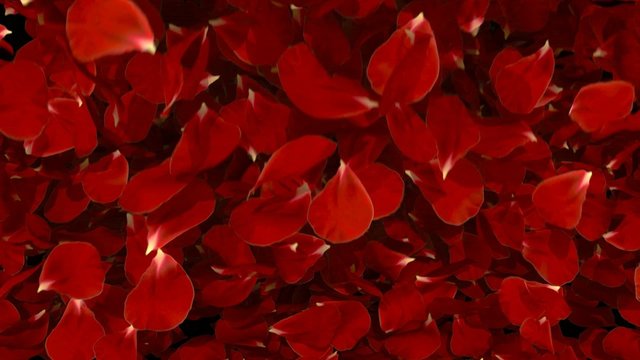 petal fall