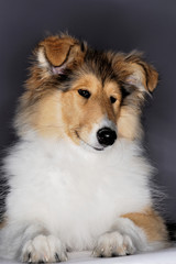 animal, collie, dog, looking, portrait, young