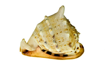 Sea shell