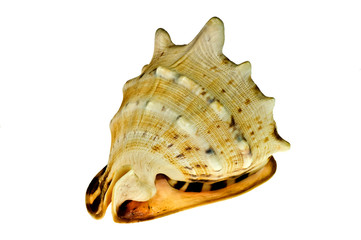 Fototapeta premium Sea shell