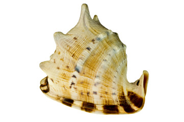Sea shell