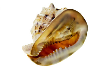 Sea shell