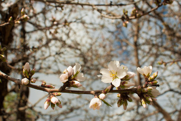 Almond blossom
