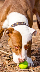 American Staffordshire Bull Terrier