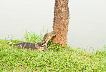 giant lizard amphibious reptile , useful for biological and zool