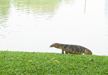 giant lizard amphibious reptile , useful for biological and zool