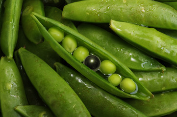 Black Pearl in Green Split Pea Pod.