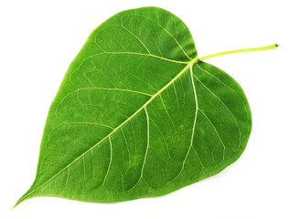 Green leaf