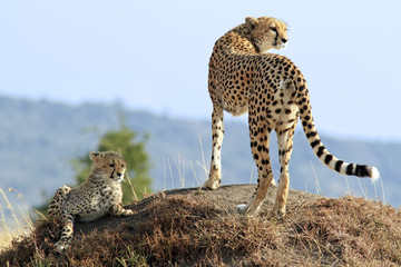 Masai Mara Cheetahs on the Masai Mara Safari