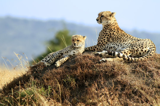 Fototapeta Masai Mara Cheetahs on the Masai Mara Safari