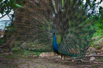 beautiful peacock .