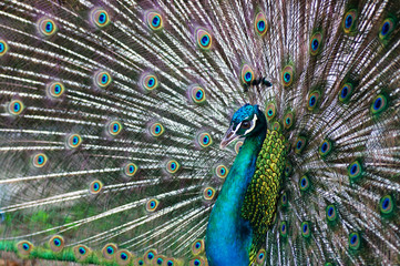 Fototapeta premium beautiful peacock .