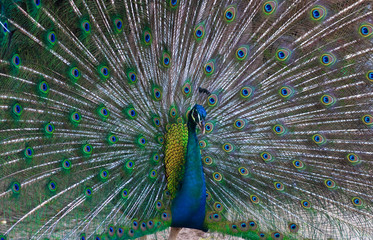 Naklejka premium beautiful peacock .
