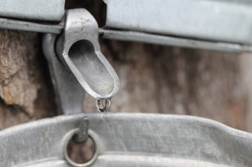 Tapped For Sap
