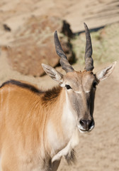 young Eland