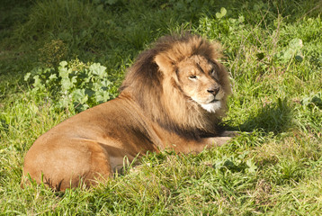 Lion King © Jeffrey Banke