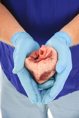 doctor holding heart