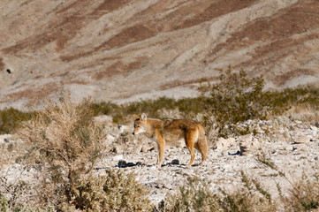 Coyotes in Death Valley