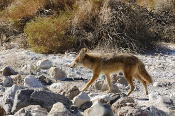 Fototapeta premium Coyotes in Death Valley