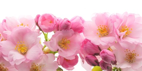 Pink flower - 31587761