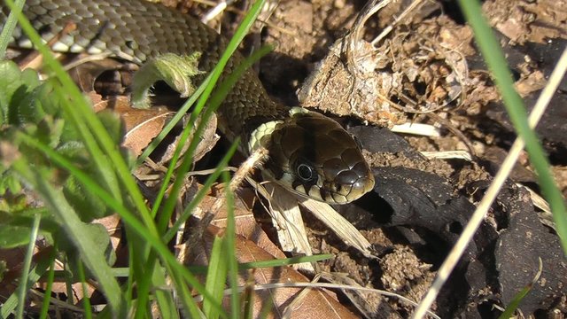 Ringelnatter - Natrix natrix