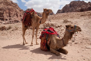 Dromedare in Petra