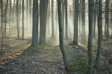 Plexiglas foto achterwand Oak forest morning © Gucio_55
