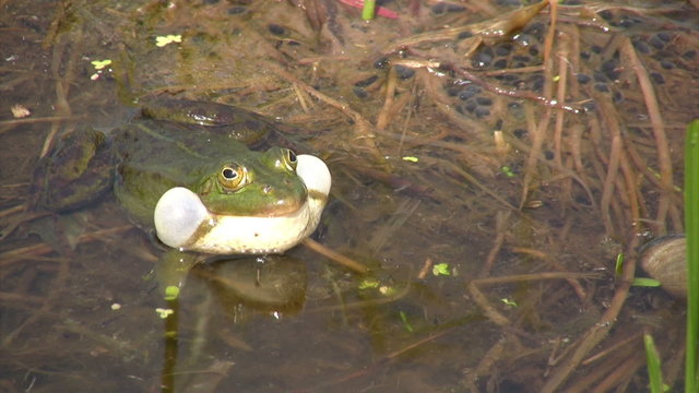 Frog in mating season