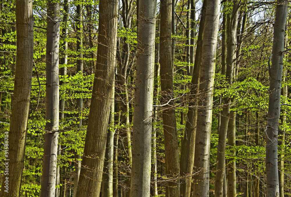 Poster spring wood with beech trees in detail