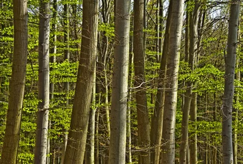 spring wood with beech trees in detail
