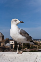 Obraz premium Roman Seagull